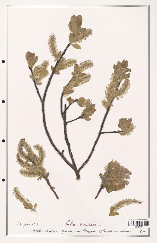 Salix hastata  (Salicaceae)