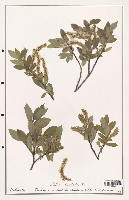 Salix hastata  (Salicaceae)