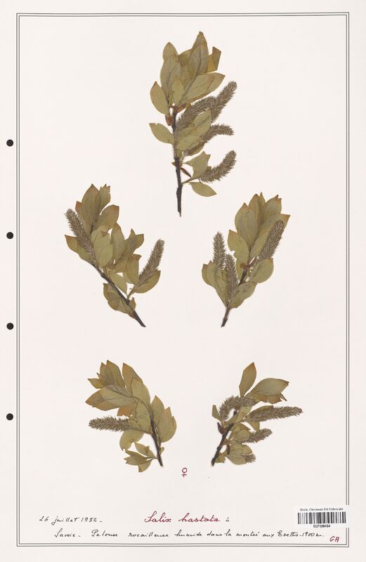 Salix hastata  (Salicaceae)