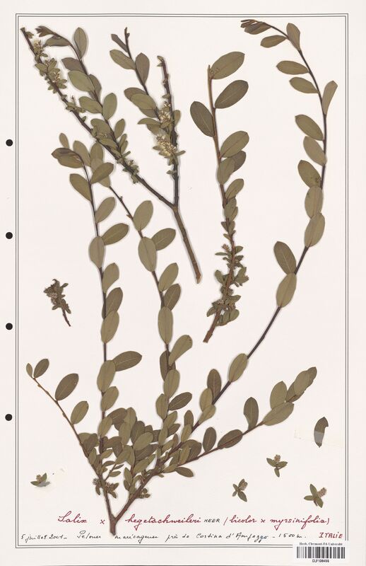 Salix hegetschweileri  (Salicaceae)