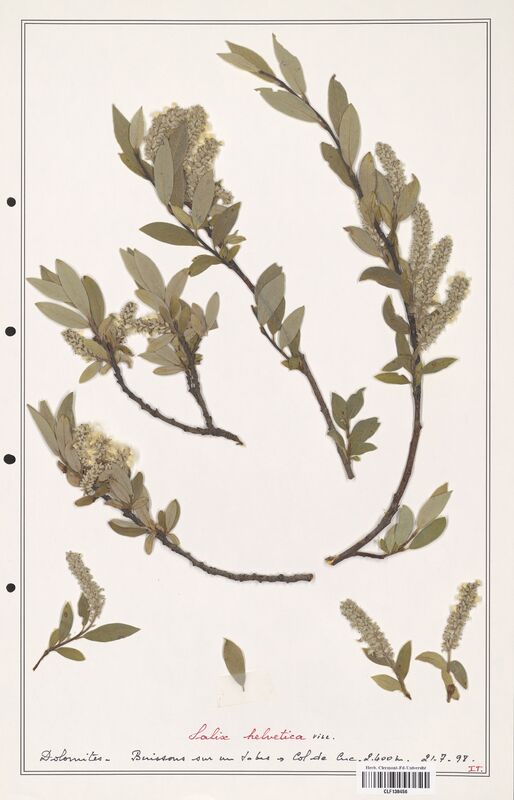 Salix helvetica  (Salicaceae)
