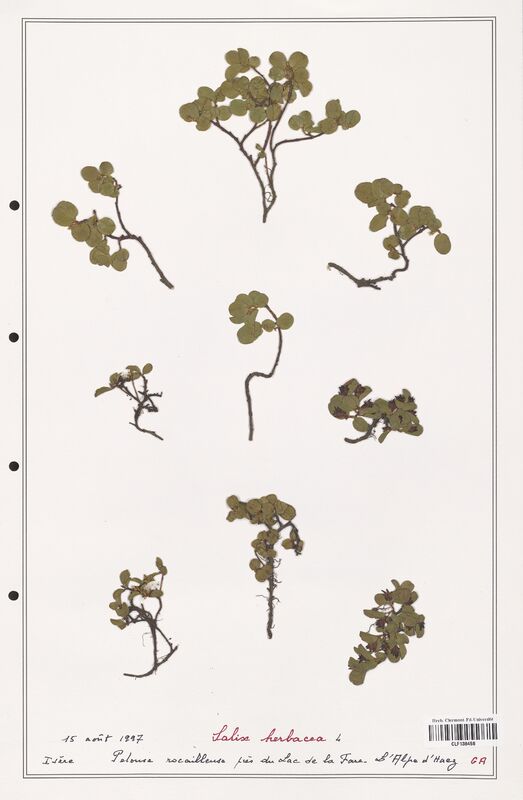Salix herbacea  (Salicaceae)