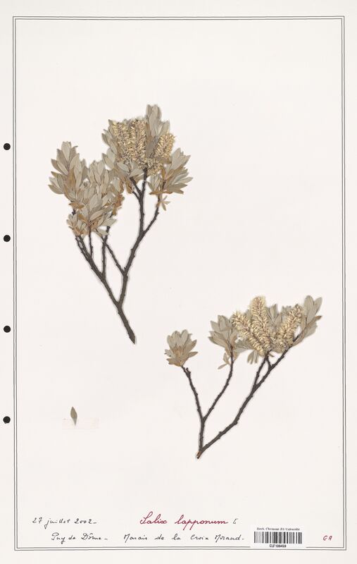 Salix lapponum  (Salicaceae)