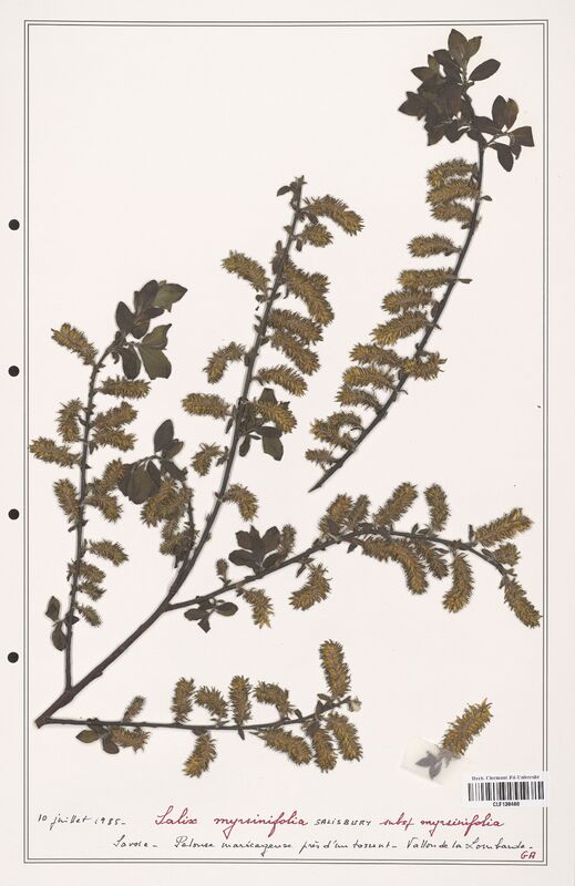 Salix myrsinifolia  (Salicaceae)