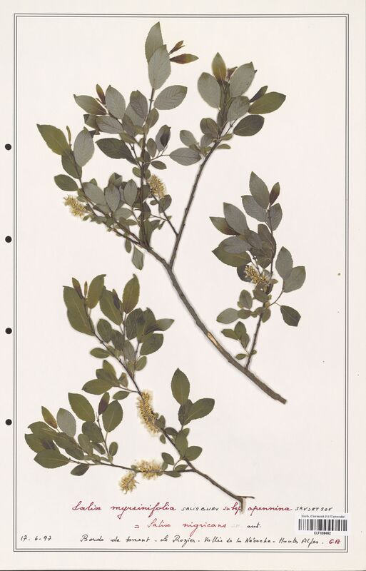 Salix myrsinifolia  (Salicaceae)