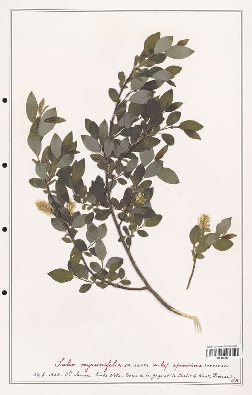 Salix myrsinifolia  (Salicaceae)