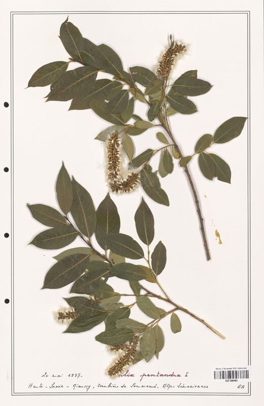 Salix pentandra  (Salicaceae)