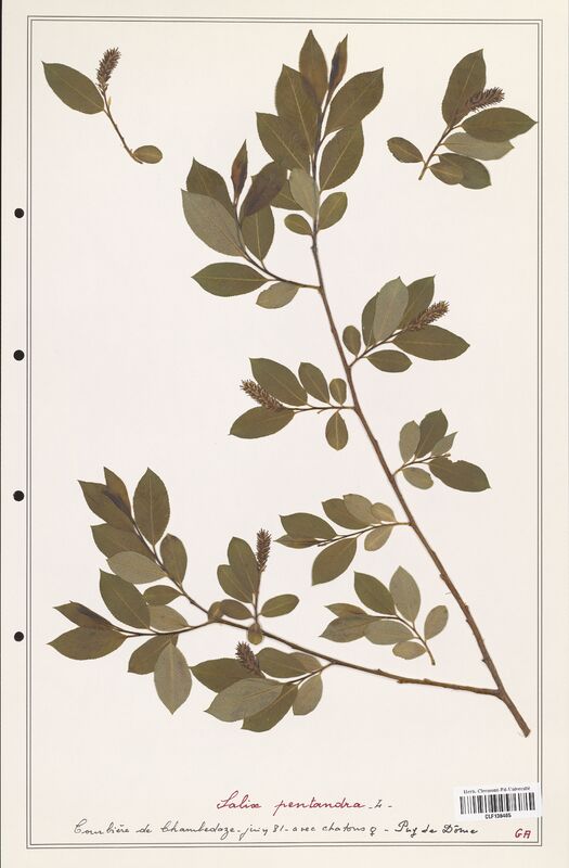 Salix pentandra  (Salicaceae)