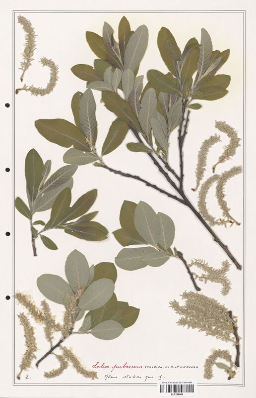 Salix pubescens  (Salicaceae)