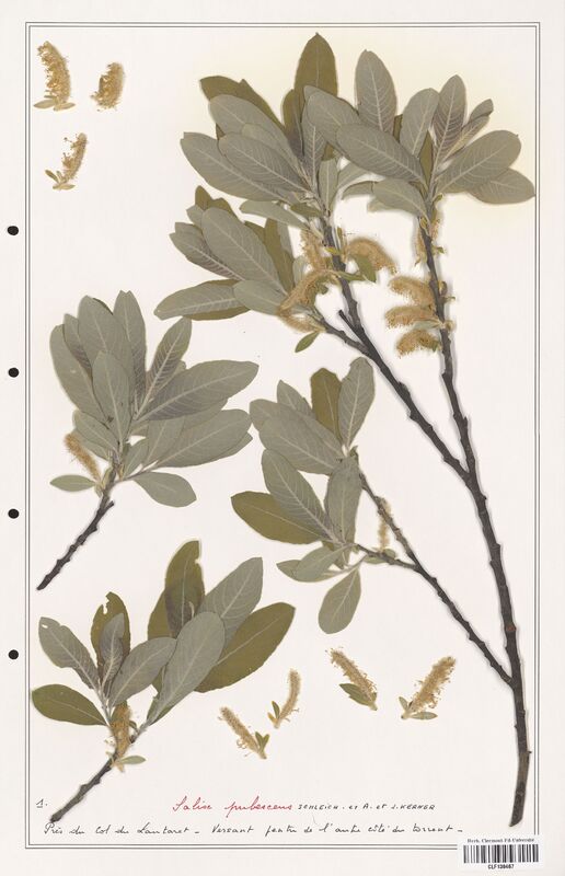 Salix pubescens  (Salicaceae)