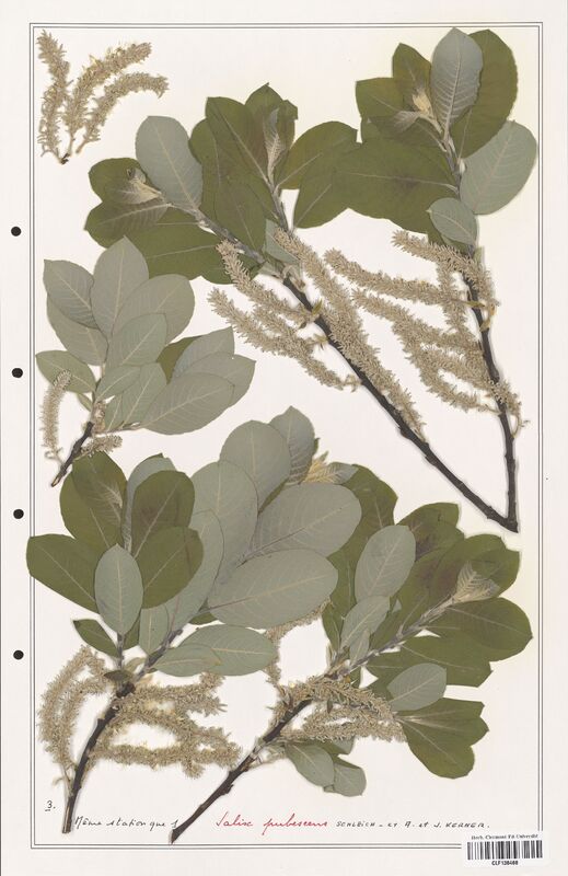 Salix pubescens  (Salicaceae)