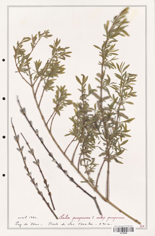 Salix purpurea  (Salicaceae)