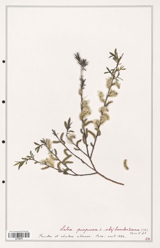 Salix purpurea  (Salicaceae)