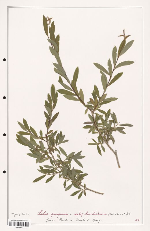 Salix purpurea  (Salicaceae)