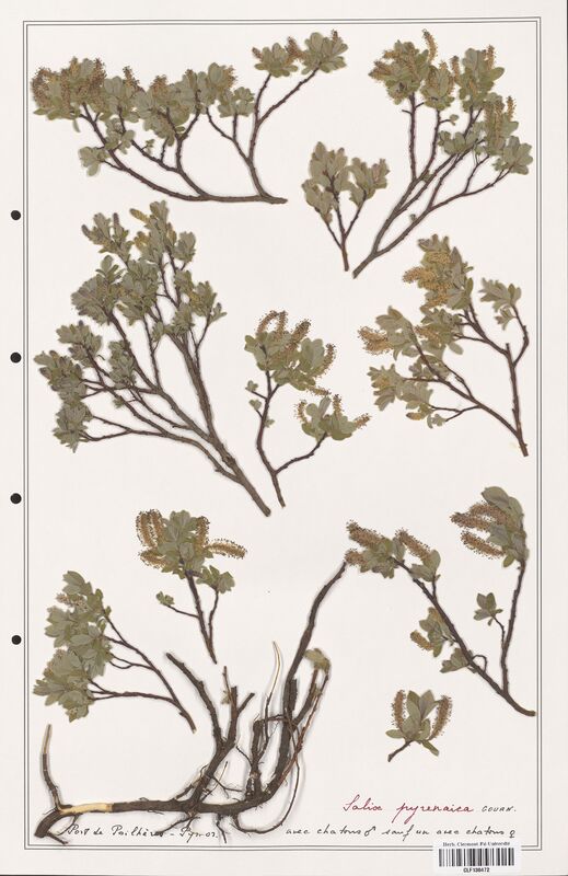 Salix pyrenaica  (Salicaceae)