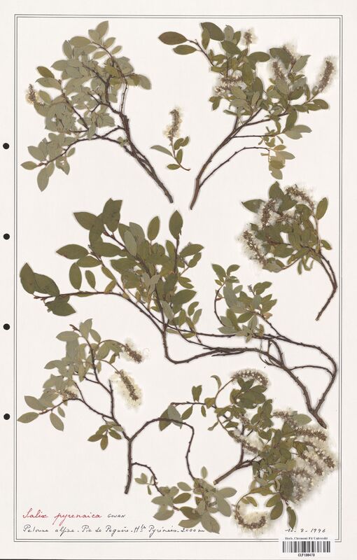 Salix pyrenaica  (Salicaceae)