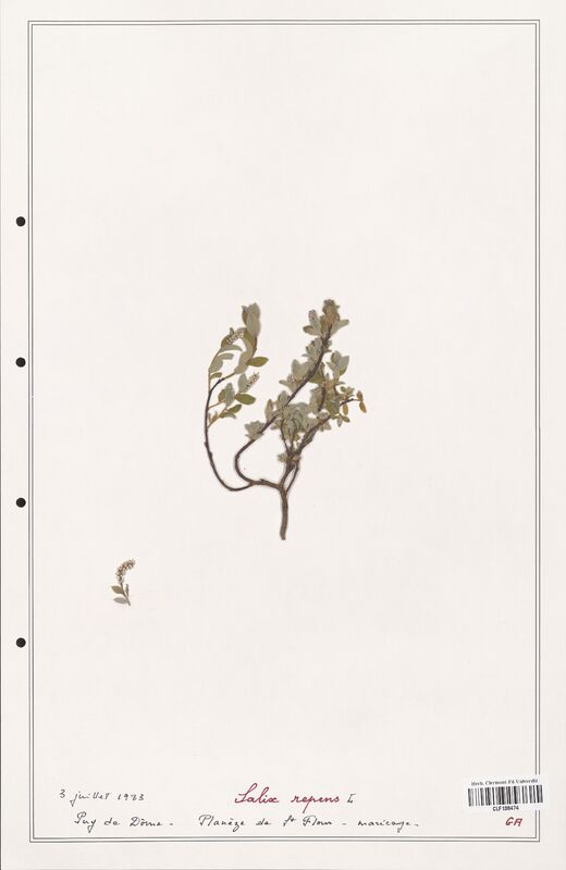 Salix repens  (Salicaceae)