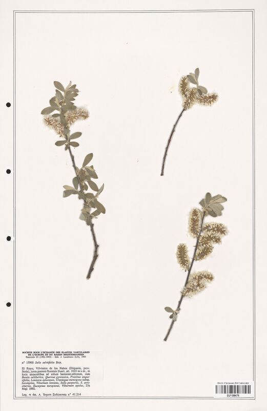 Salix salviifolia  (Salicaceae)