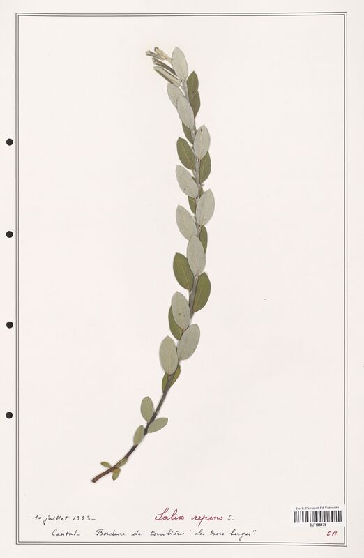 Salix repens  (Salicaceae)