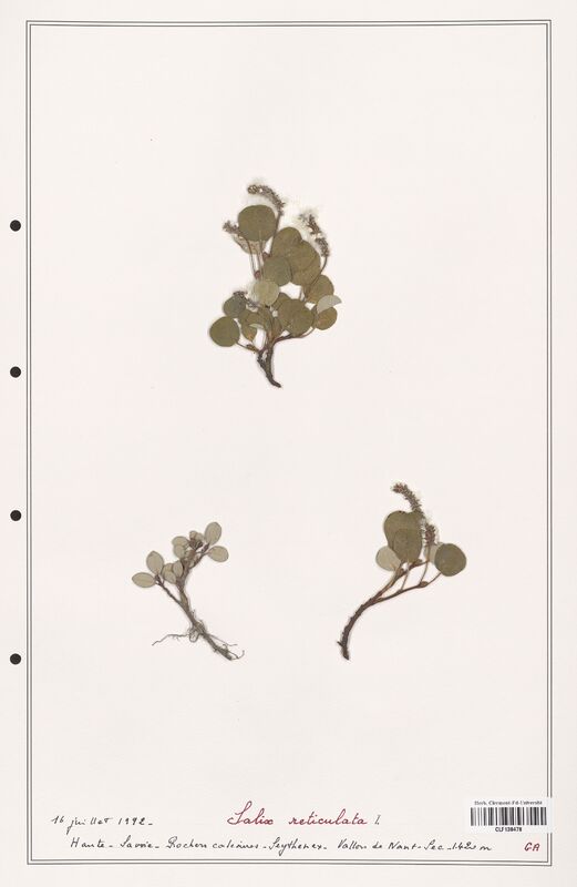 Salix reticulata  (Salicaceae)