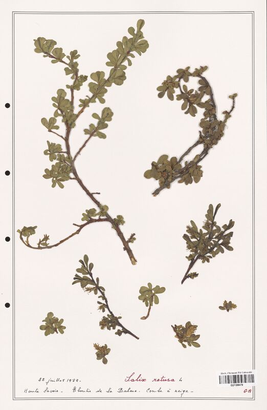 Salix retusa  (Salicaceae)