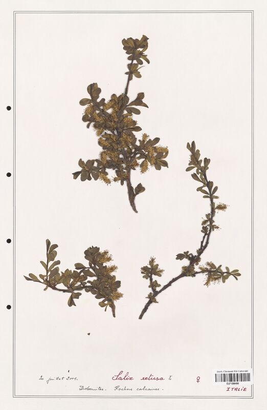 Salix retusa  (Salicaceae)