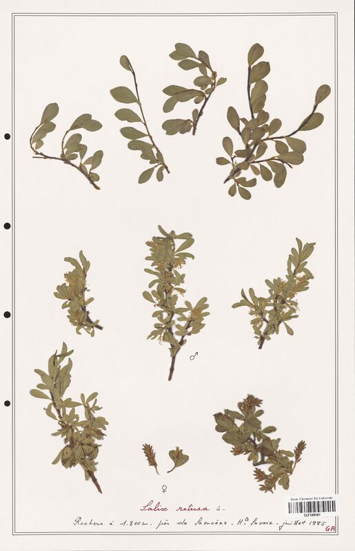 Salix retusa  (Salicaceae)