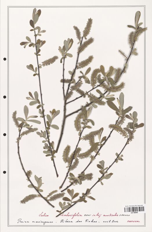 Salix salviifolia  (Salicaceae)