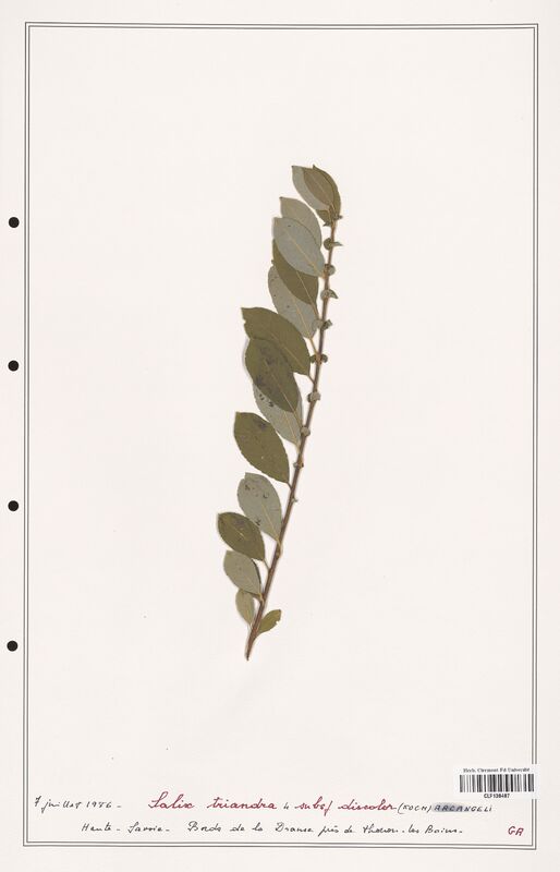 Salix trianda  (Salicaceae)