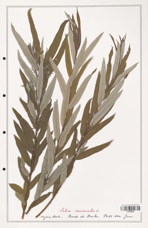 Salix viminalis  (Salicaceae)