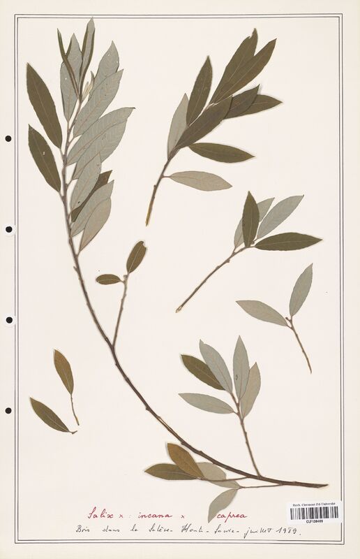 Salix x incana  (Salicaceae)
