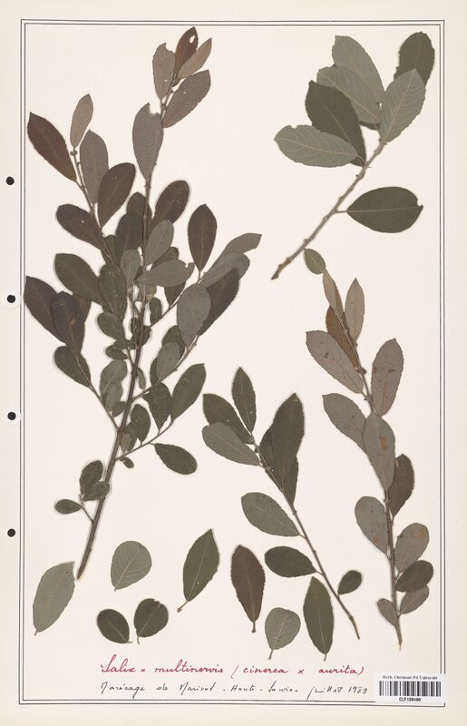 Salix x multinervis  (Salicaceae)