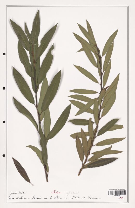 Salix species  (Salicaceae)