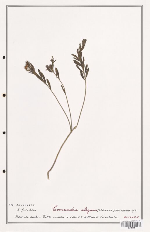 Comandra elegans  (Santalaceae)