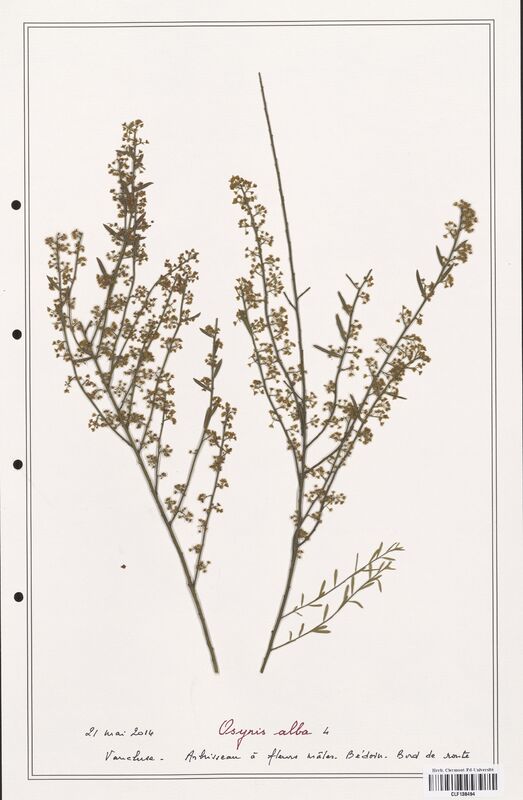 Osyris alba  (Santalaceae)