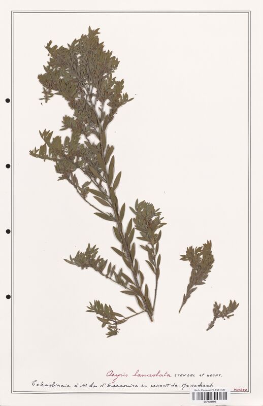 Osyris lanceolata  (Santalaceae)