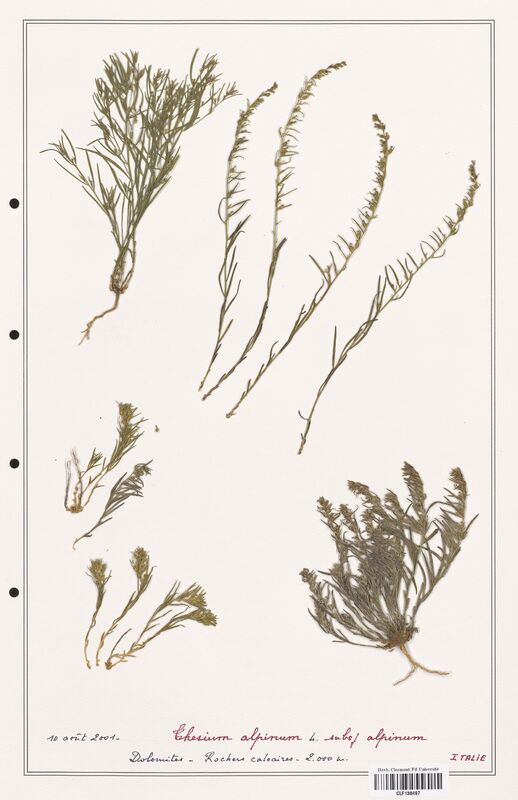 Thesium alpinum  (Santalaceae)
