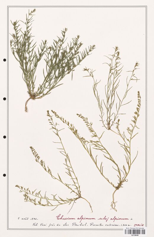 Thesium alpinum  (Santalaceae)