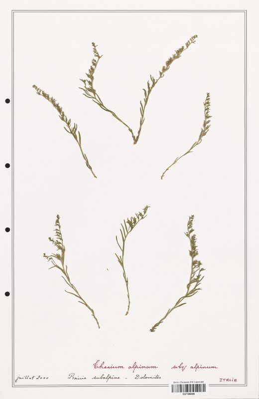 Thesium alpinum  (Santalaceae)