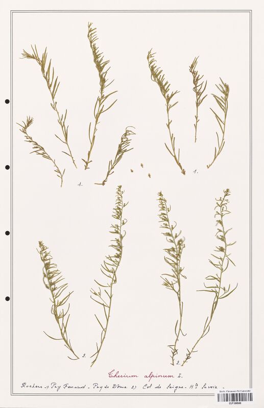 Thesium alpinum  (Santalaceae)