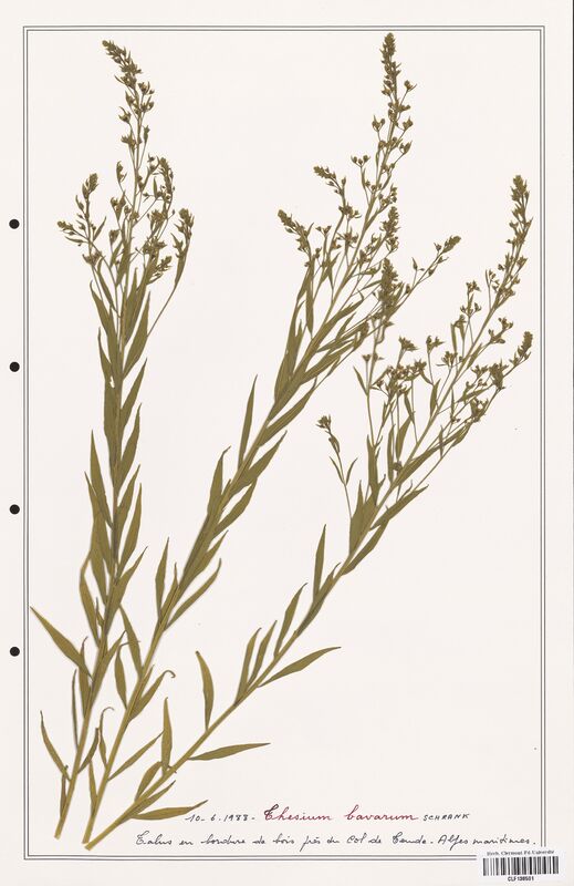 Thesium bavarum  (Santalaceae)