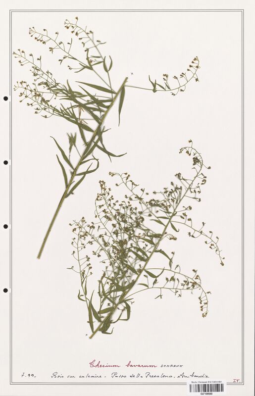 Thesium bavarum  (Santalaceae)