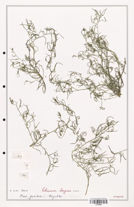 Thesium bergeri  (Santalaceae)