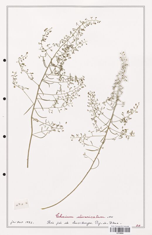 Thesium divaricatum  (Santalaceae)