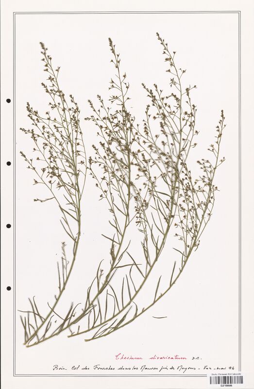 Thesium divaricatum  (Santalaceae)