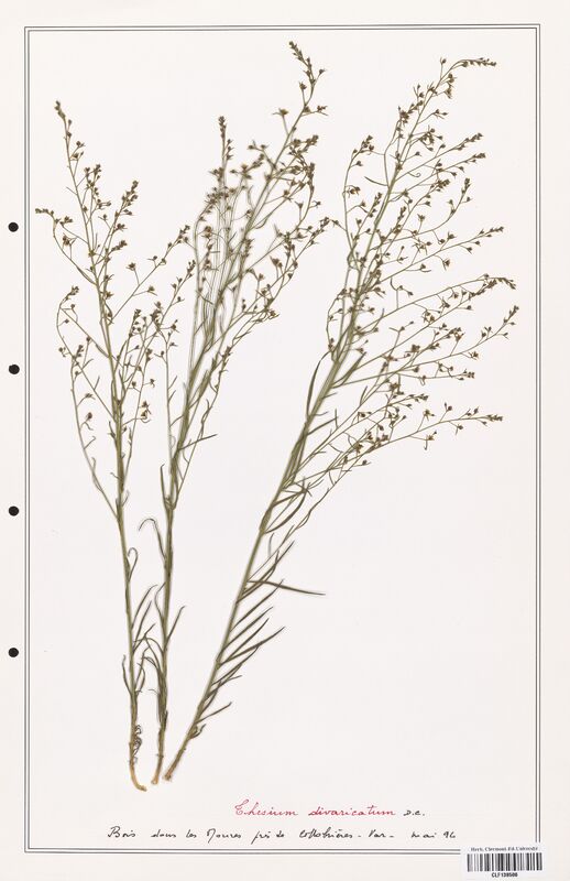 Thesium divaricatum  (Santalaceae)