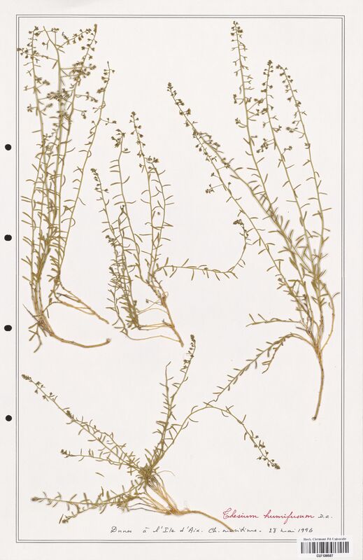 Thesium humifusum  (Santalaceae)