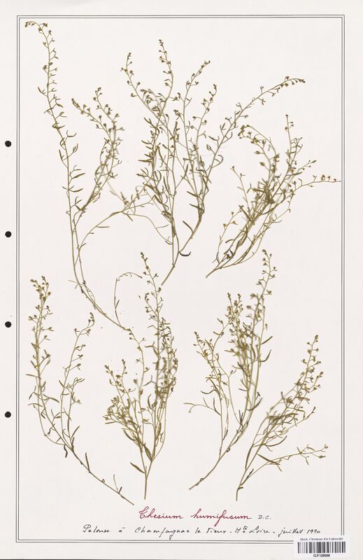 Thesium humifusum  (Santalaceae)