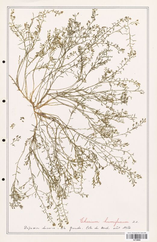 Thesium humifusum  (Santalaceae)