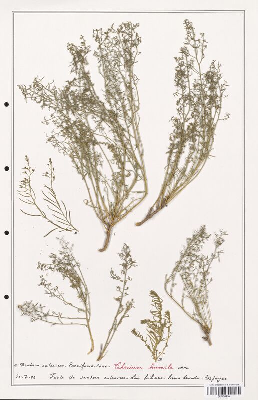 Thesium humile  (Santalaceae)